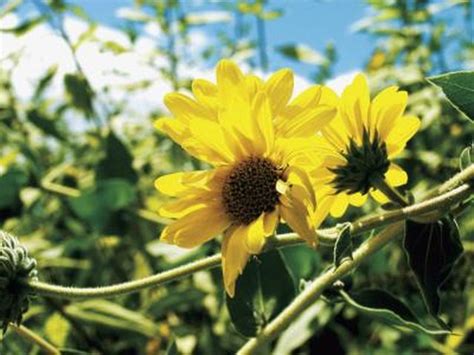Plant a four o'clock in any soil in full sun or partial shade. Perennial Flowers That Bloom From Spring to Fall | Hunker