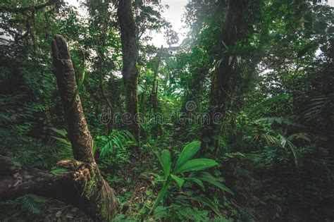 Tropical Rain Forest Cerro Chato Costa Rica Stock Image Image Of