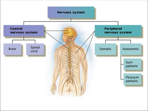 Peripheral Nervous System Diagrampng Health Science Clinical Study 1