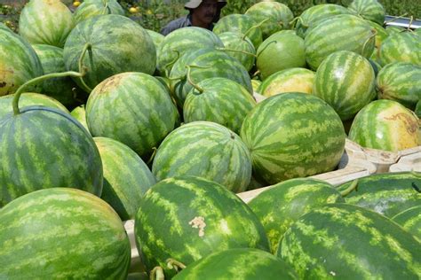 Organic Seedless Watermelon - 1ct - Farm Fresh Carolinas