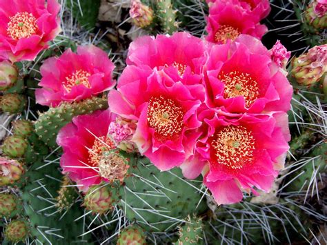 How To Grow Cactus Plants In Cold Winter Climates Better Homes And Gardens