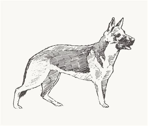 German Shepherd Vector Dog Realistic Sketch Drawn Stock Vector