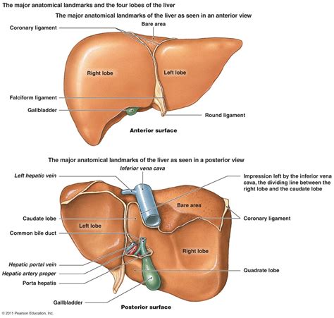 Learn vocabulary, terms and more with flashcards, games and other study tools. Abdomen:Solid viscus:Liver | RANZCRPart1 Wiki | FANDOM ...