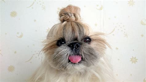 Hairstyle Dog Fashionable Pooch Becomes Instagram