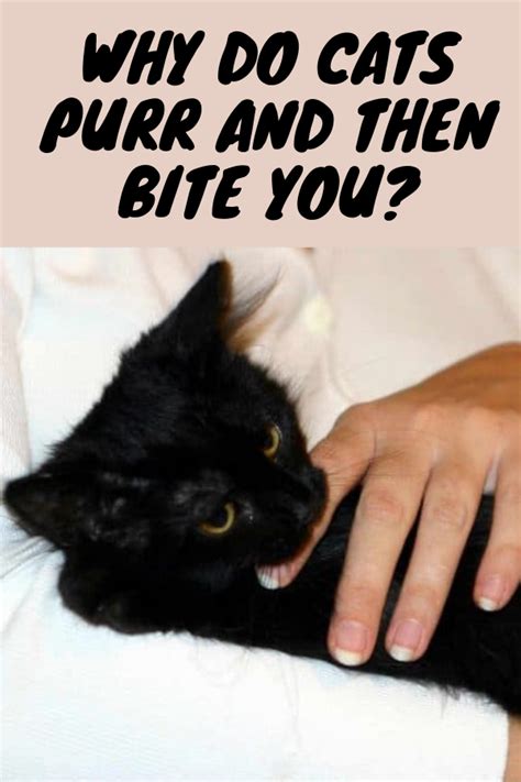 The low frequency of a cat's purr causes a series of vibrations inside their body that can ease breathing, heal injuries and build muscle, while acting as a form of pain relief. Mixed Signals: Why Do Cats Purr and Then Bite You? Cats ...