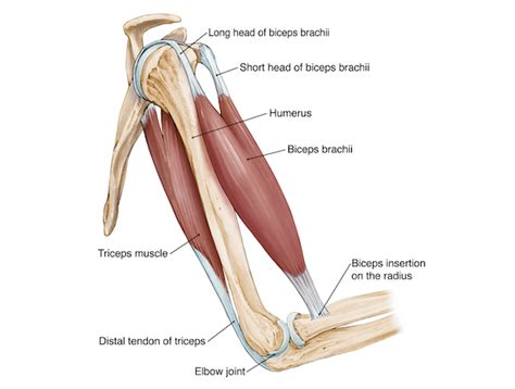 Symptoms of forearm tendinitis include pain along the forearm, tenderness, and stiffness. Elbow Arm anatomy