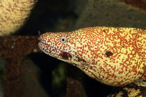 Dragon Eel Guía De Cuidado Para La Salud Compañeros De Tanque Y Más