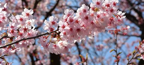 Aprende A Disfrutar Del Sakura La Flor De Cerezo En Japón