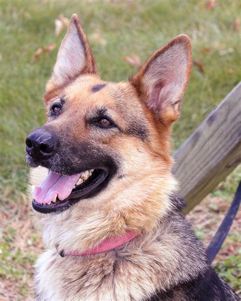 German Shepherd Dog Dog For Adoption In Baltimore Md Adn 805122 On