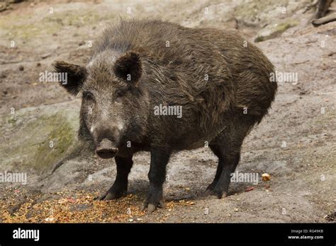 Wild Boar Sus Scrofa Also Known As The Wild Swine Or Eurasian Wild