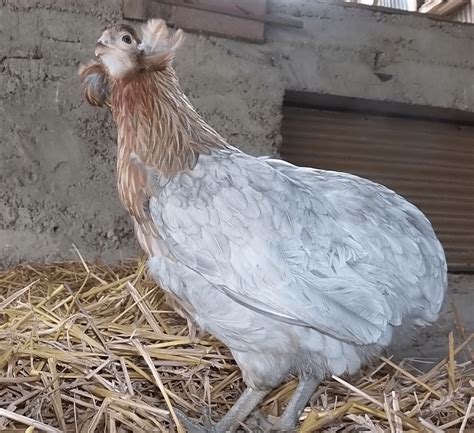 Blue Egg Laying Chickens | Egg laying chickens, Blue eggs, Egg laying hens