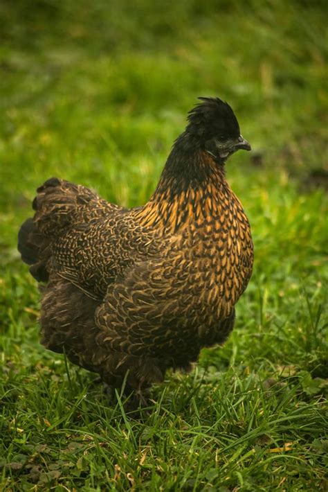 Care To Share Your Silkie Crosses Page BackYard Chickens Learn How To Raise Chickens