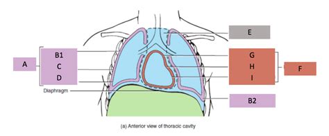 Anatomy Chapter 1 Labeling Thoracic Cavity Diagram Quizlet