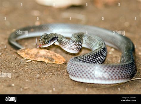 White Lipped Herald Snake Crotaphopeltis Hotamboeia In Tanzania Stock