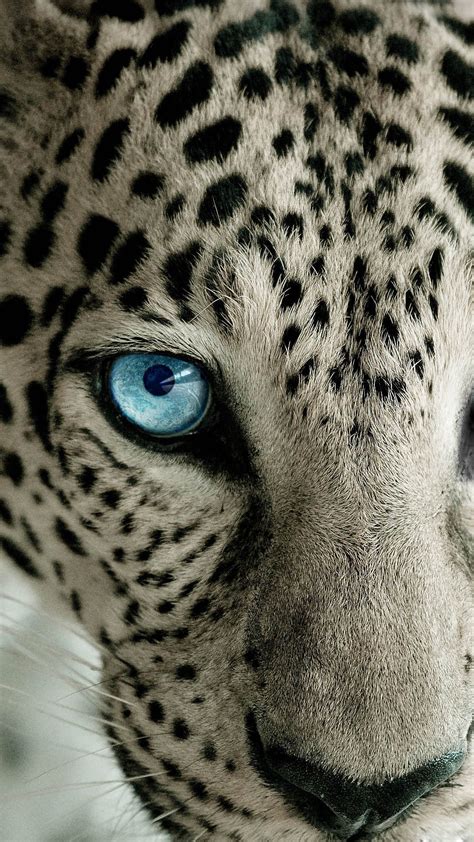 Snow Leopard Blue Eye Best Htc One Wallpapers Beautiful Cats