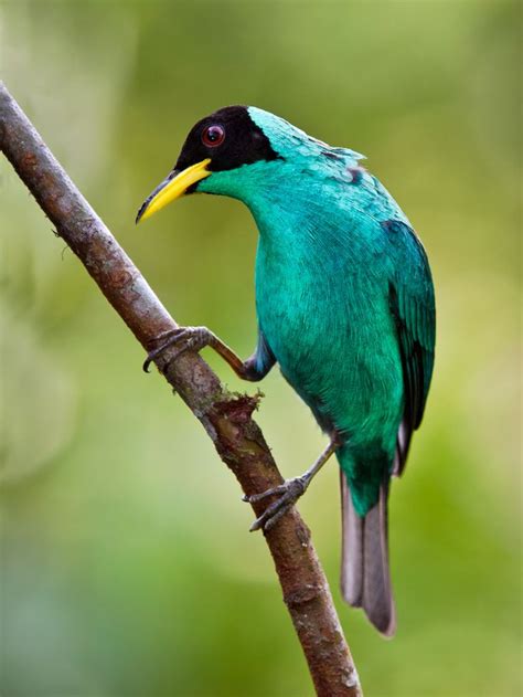 Green Honeycreeper Smexico South To Brazil And Trinidad Kinds Of Birds