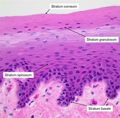 Histology Of Skin Integumentary System Histology Slides Human Images