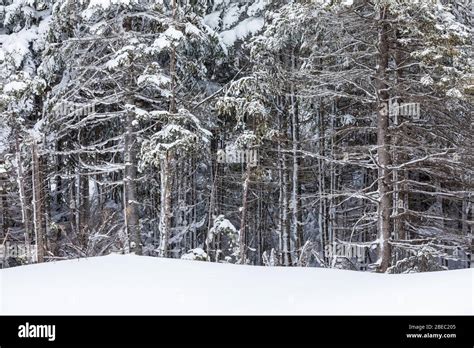 Snowy Spruce Fir Forest Along The Burgeo Highway Route 480 In