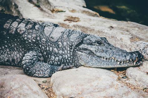 35 Fascinating Crocodile Facts You Should Know