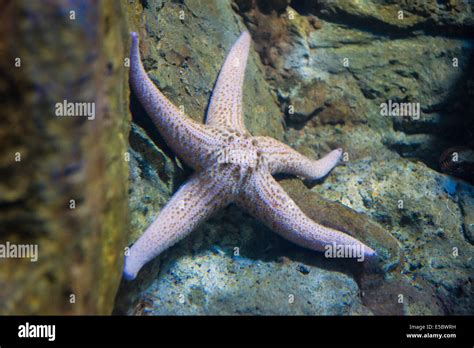 Saltwater Animal Starfish Pisaster Brevispinus Stock Photo Alamy
