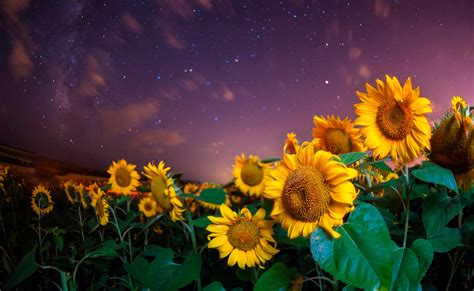 Download Starry Sky Sky Night Yellow Flower Flower Summer Nature