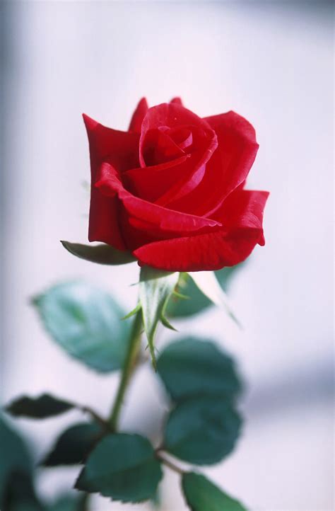 Original Red Rose Picture