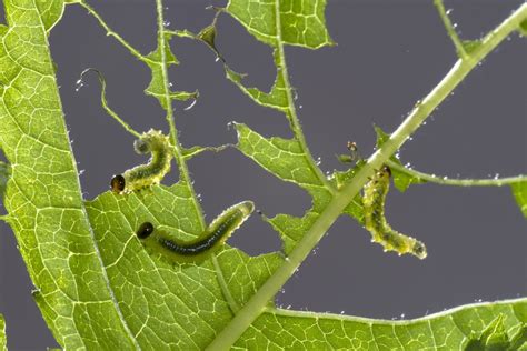 Whats Eating Your Garden How To Identify Common Leaf Eating Pests