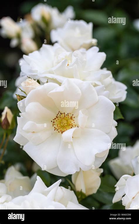 Close Up Of Flower Carpet White Rose Flowering In An English Garden Uk