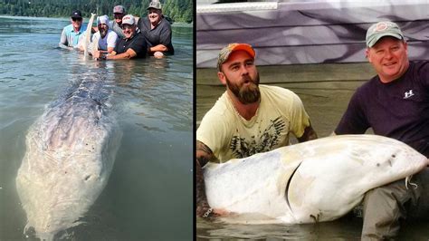 The Biggest White Sturgeon Of All Time Field And Stream