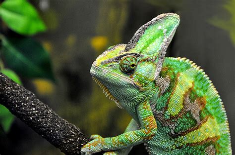 Bearded dragons are the top lizard pets to own. Best Small Pet Lizards | Keeping Exotic Pets