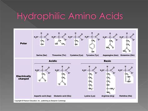 Ppt The Structure And Function Of Macromolecules Powerpoint Free