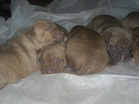 A five week old pitbull puppy? Puppies 3 Weeks Old 004 | Pure Breed Pitbull Puppies | Flickr