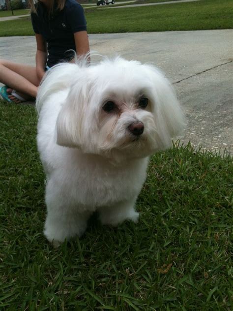 This Is A Full Grown 5 Year Old Maltese Dog Unlike His Parents And