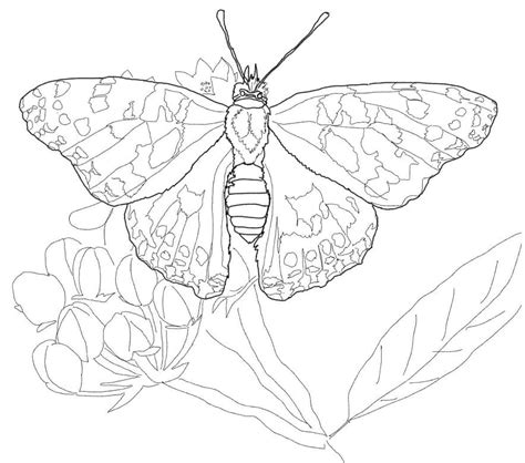 Swallowtail Butterfly Coloring Book Pages
