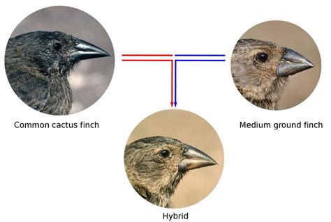 How Gene Flow Between Species Influences The Evolution Of Darwins Finches