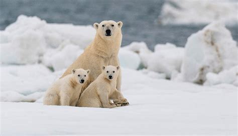 Polar Bears Could Go Extinct By 2100 ~ Current Affairs Ca Daily Updates