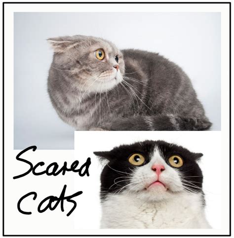 What Are Cats Scared Of