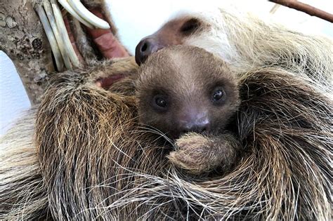 Buttonwood Park Zoo Needs Your Help In Naming Adorable Baby Sloth