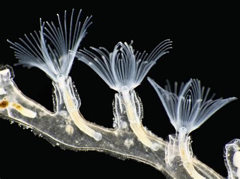 Plumatella Bryozoa Light Micrograph Photograph By Gerd Guenther Pixels
