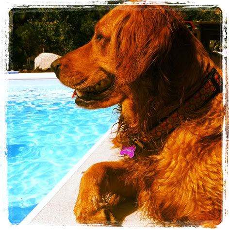 Owners rave that these dogs have goofy personalities as well. Golden retriever - Kohana. I love the red coat. This ...