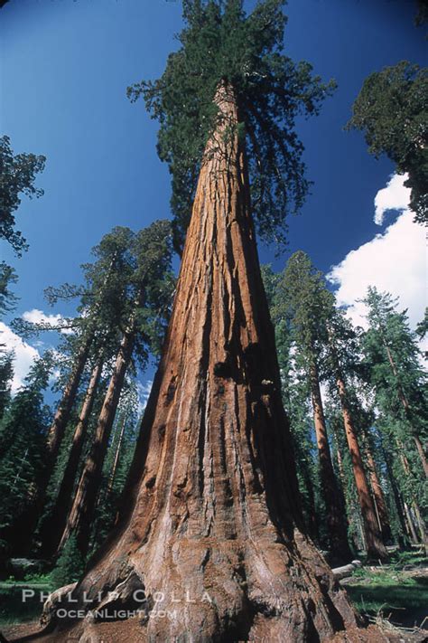 giant sequoia tree sequoiadendron giganteum photo