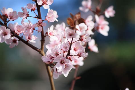 Pink Blossoms On Plum Tree Picture Free Photograph Photos Public Domain