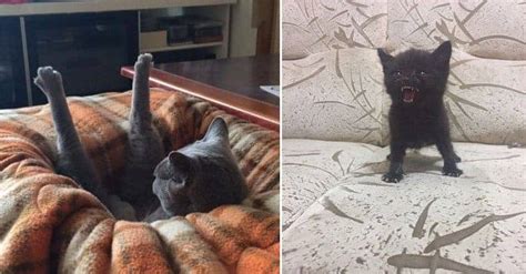 Hilarious Photos Of Silly Cats And Their Funny Ways