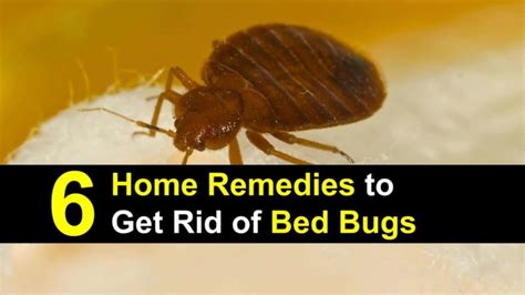 6 Home Remedies To Get Rid Of Bed Bugs Incl Recipes