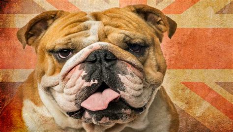 English Bulldogs Now So ‘hopelessly Inbred Theyre On Verge Of Joining