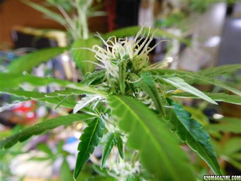 We did not find results for: Pollinated Bud - What to look for | 420 Magazine