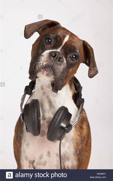 Boxer Dog With Headphones Stock Photo 283713020 Alamy