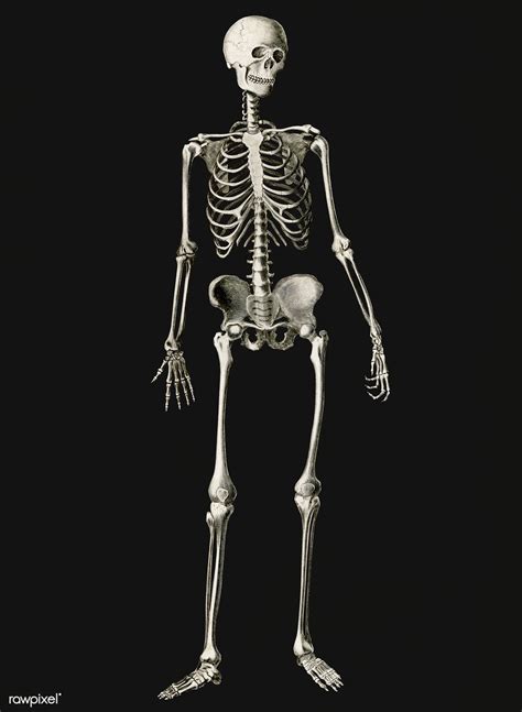 Vintage Illustration Of Human Skeleton Free Image By