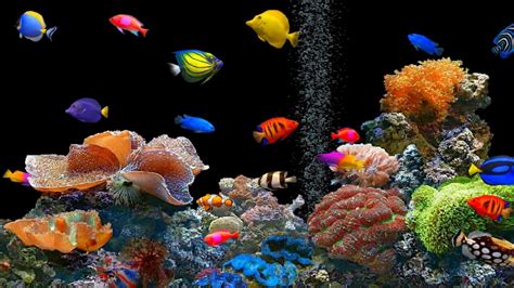 Beautiful Tropical Fish Aquarium Screensaver With Classical