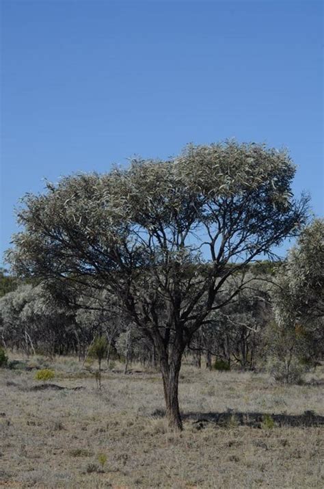 Factsheet Acacia Harpophylla